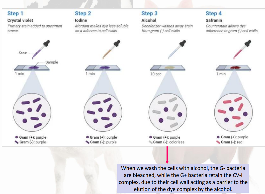 <ol><li><p>crystal violet</p></li><li><p>iodine</p></li><li><p>alcohol</p></li><li><p>safranin</p><ol><li><p></p></li></ol></li></ol><p></p>