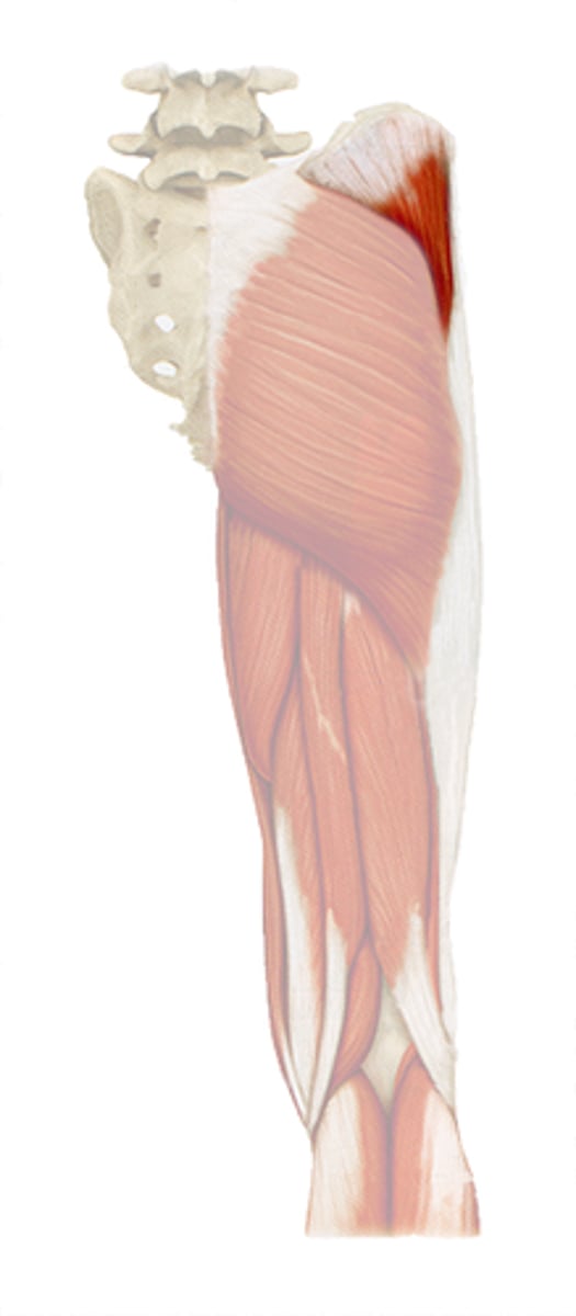 <p>abducts and medially rotates thigh</p>
