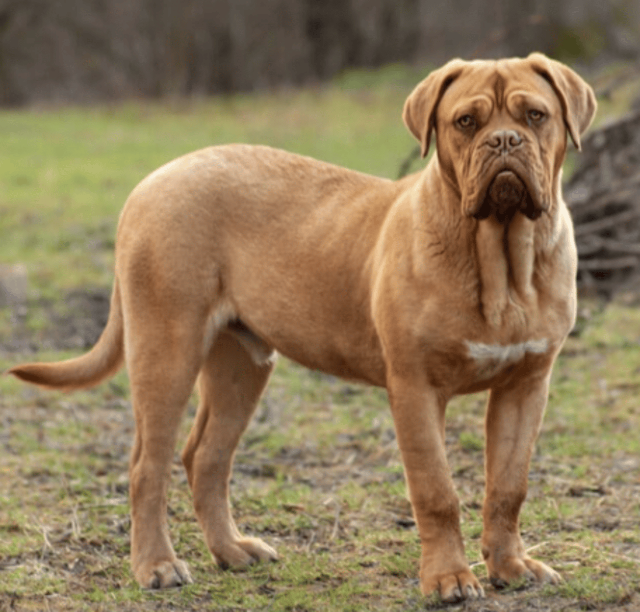 <p>FCI 2- wrinkly head</p>