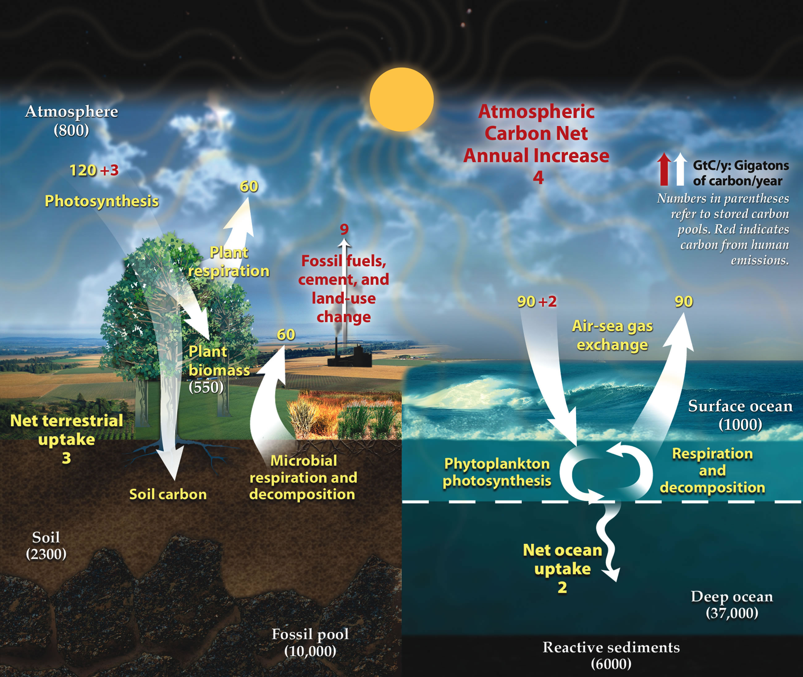 a diagram of the carbon cycle