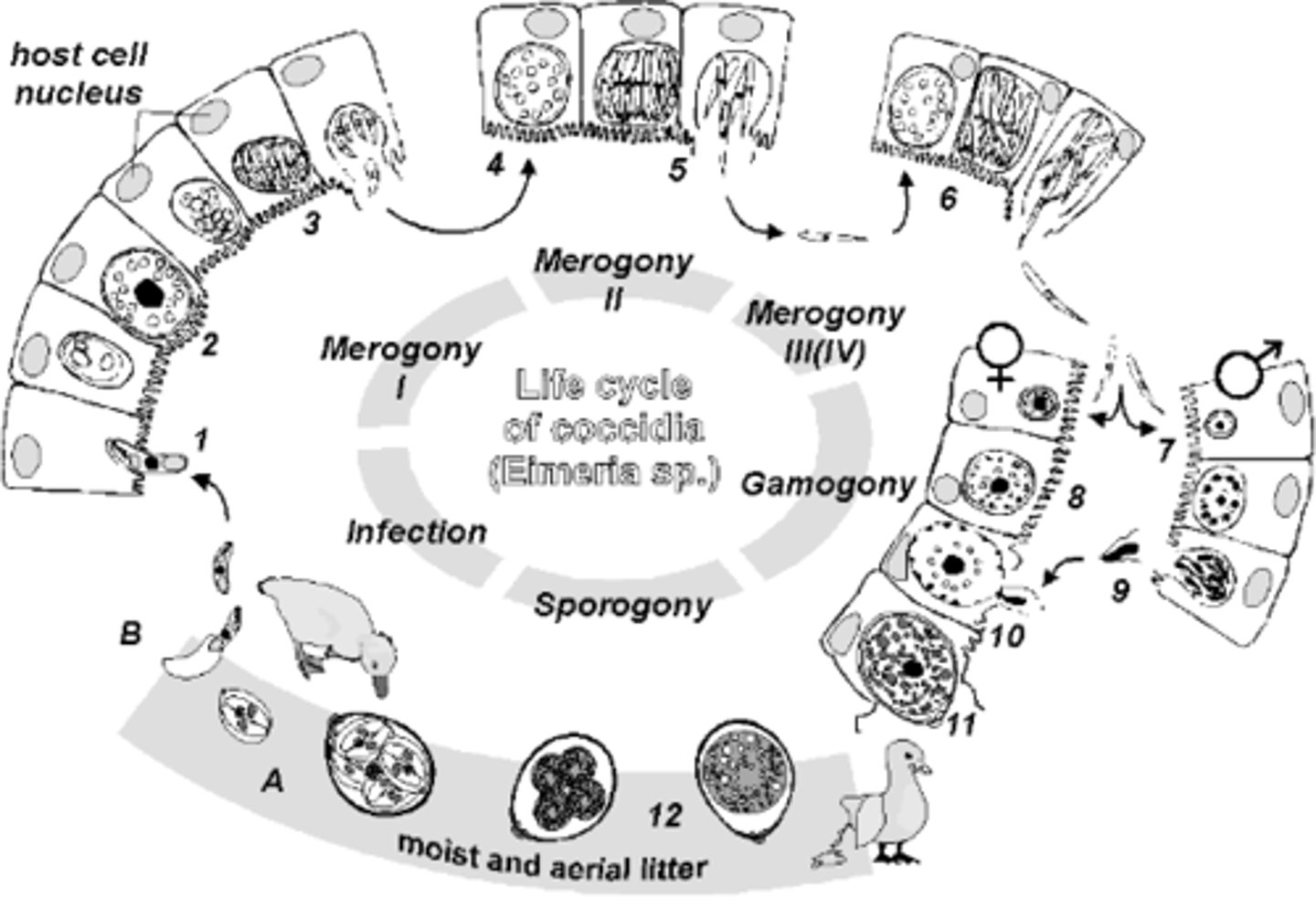 <p>1. <strong><span class="bgP">Sporogony</span></strong>: HAPPENS IN EXTERNAL ENVIRONMENT:</p><p>Zygoite oocyst</p><p>2. INGESTED BY HOST: oocyst releases sporozoites thorugh <strong>Excystation. </strong>Released sporozoit attaches to <strong>enterocyte =&gt; meronts.</strong></p><p>3. Inside meronts are <strong>Merozoites</strong> that through <strong><span class="bgP">merogony</span></strong> (asexuall reproduction) replicate.</p><p>4, Cell bursts. releasing merozoites.</p><p>5. merozoites can infect new endocytes <span style="text-decoration:underline">or</span> become <strong>mikrogametes</strong> (male) or <strong>makrogametes</strong> (female).</p><p>6. <strong><span class="bgP">Gamogony</span></strong> (sexuall reproduction: mikro and makrogametes fuse = <strong>Zygoite</strong></p><p>7. Zygoite excreted through feces</p>