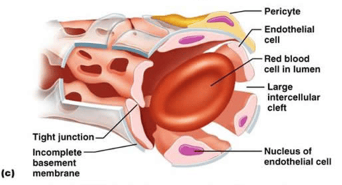 <p>capillaries where the endothelial cells form an incomplete lining with large gaps; allow transport of large substances (formed elements and large proteins); found in bone marrow, spleen, and some endocrine glands</p>
