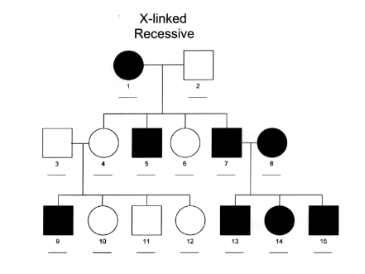 <p><span>The pedigree below shows a </span><strong><span>sex-linked recessive</span></strong><span> disorder called hemophilia. Use the pedigree to answer the questions. Shaded individuals have the disorder. You can use the letters H and h to indicate alleles.</span></p><ul><li><p><span>What is the genotype of individual number 1?</span></p></li></ul>