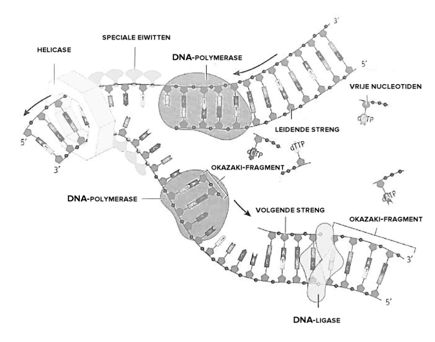 <p>Wat is de synthese van de leidende streng?</p>