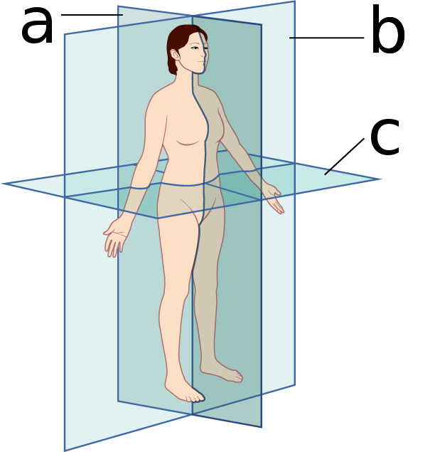 <p>what body plane is ‘c’?</p>