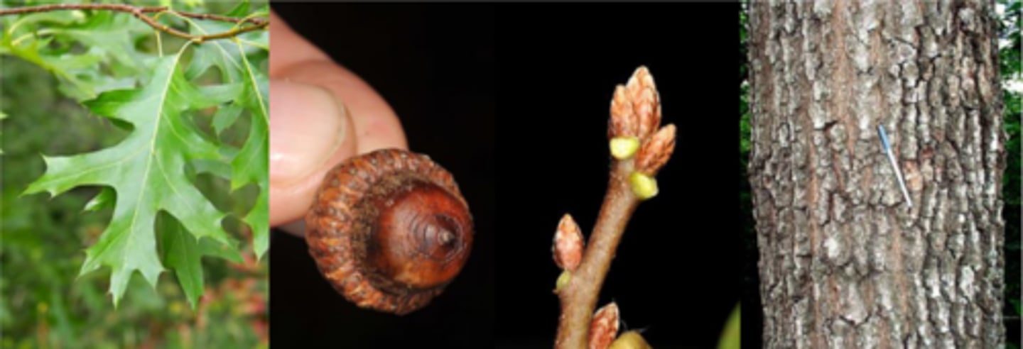 <p>Leaves: alternate; simple w/ truncate base; ovate, obovate, or oval; 3-7" long, 2-5" wide; , 5-7 bristle tipped lobes with deep, wide C-shaped sinuses (nearly to midrib); shiny, bright green above, pale beneath; may have good scarlet fall color (common name). </p><p>Twigs: slender, reddish brown; glabrous </p><p>Buds: terminal bud 1/8-1/4: long; ovoid; often angled (not round) in cross section; shaped like a rugby ball; dark reddish brown. </p><p>Fruit: acorns more wide than tall; ½-1" long; w/ concentric rings at tip; frilled cap covers 50% of acorn length. </p><p>Bark: mature bark is dark gray, nearly black; ridges separated by shallow fissures. (ridges similar to Q. rubra but are shorter, discontinuous). Inner bark is pink-red. </p><p>Form/Silvics: Mature size 70-80' tall; a dry-site species. Commonly found w/ black oak. Very intolerant of shade but competes well on dry sites. Can handle high pH soils.</p>