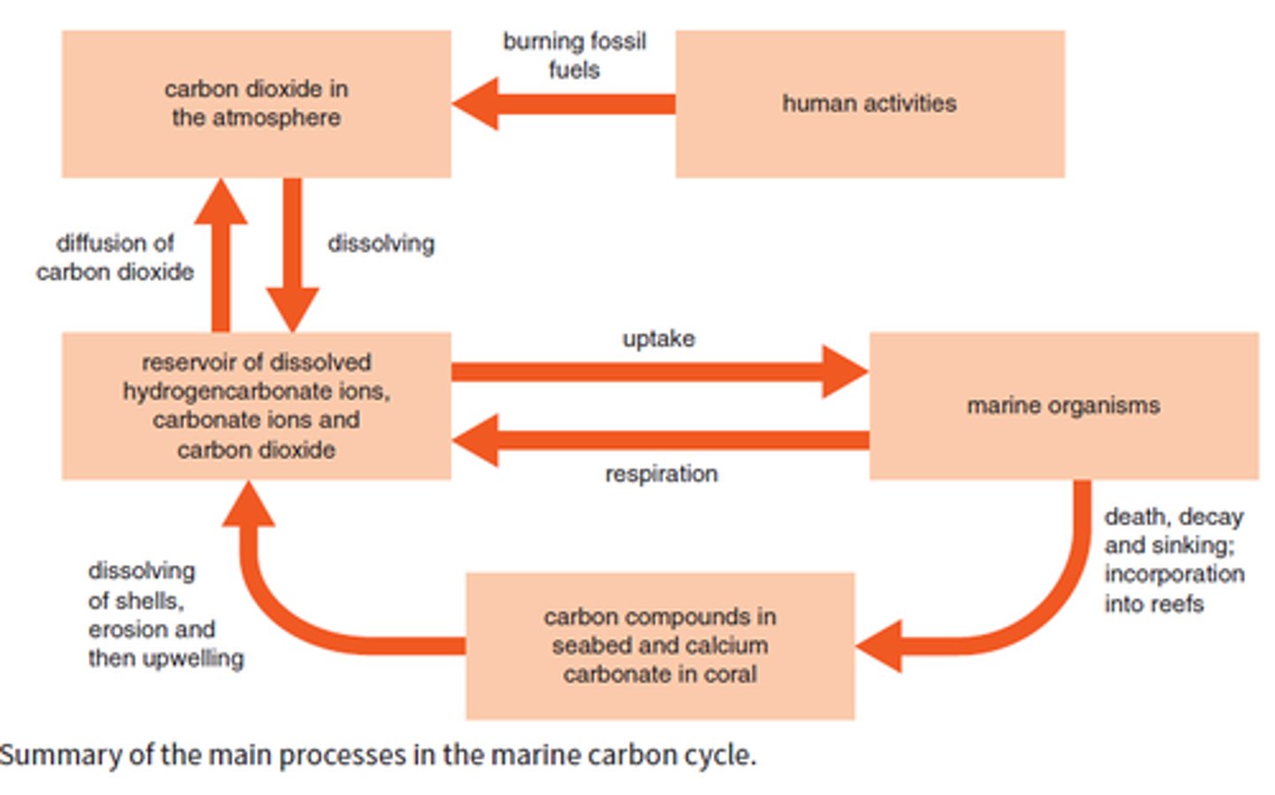 <p>Carbon enters the ocean by dissolving from the atmosphere and by runoff. Producers use carbon in photosynthesis to form organic molecules. Carbon is returned by respiration, decomposition, and sinking matter. Upwelling brings carbon back to the surface. Burning fossil fuels adds more carbon and causes ocean acidification.</p>