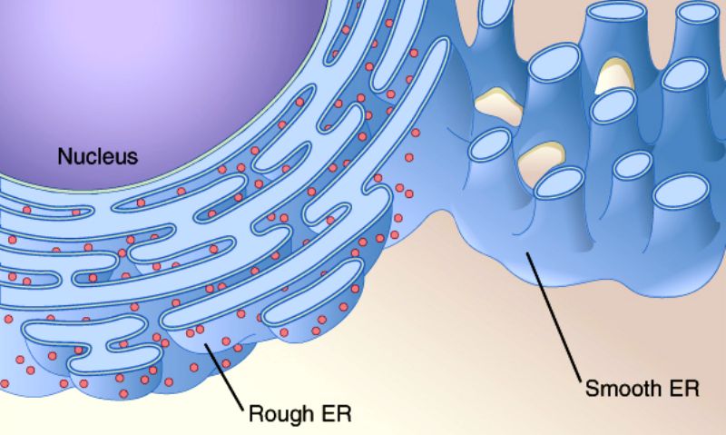 <p>synthesizes lipids, phospholipids as in plasma membranes, and steroids.</p>