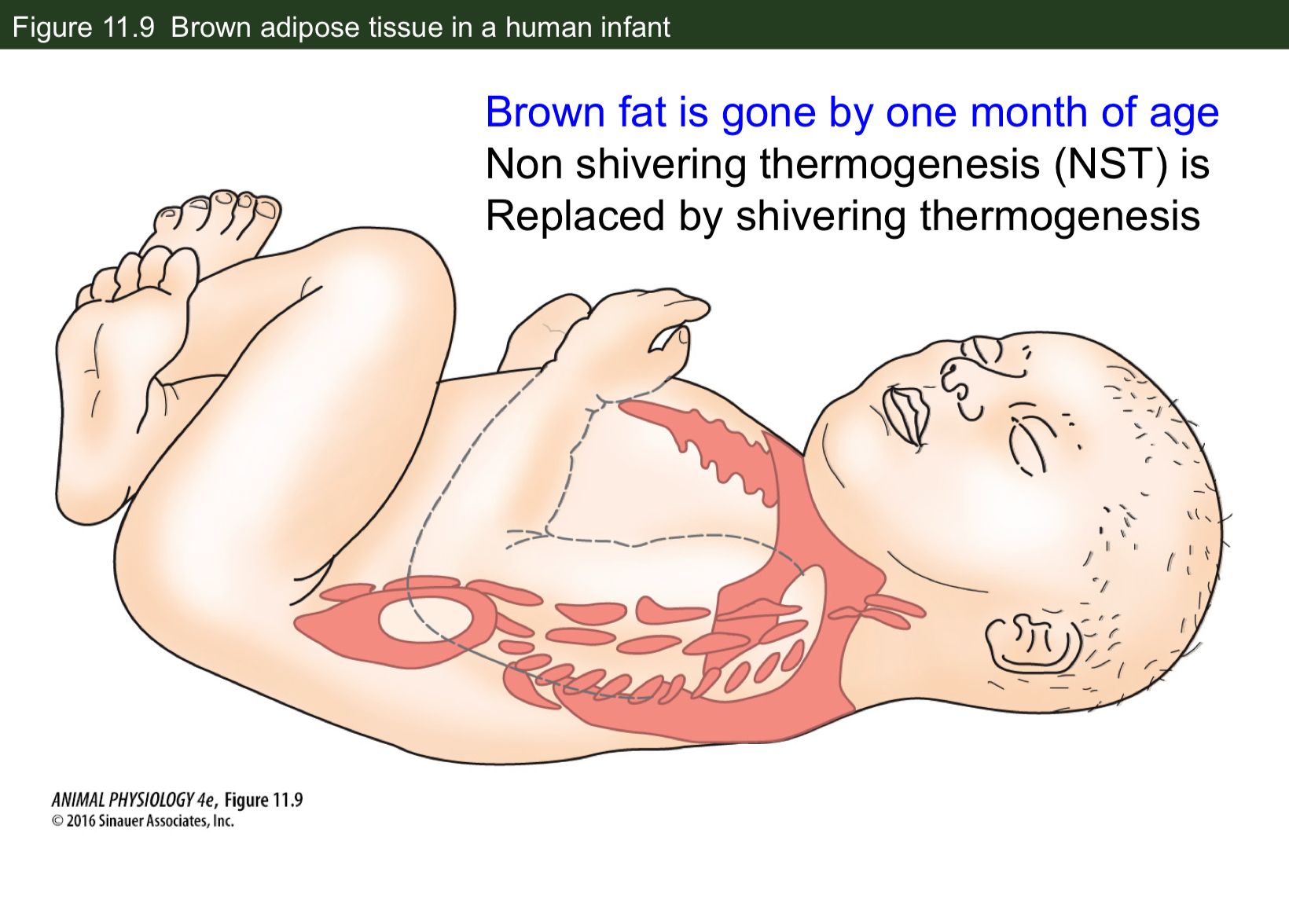 <p>What is the role of brown fat in thermogenesis?</p>