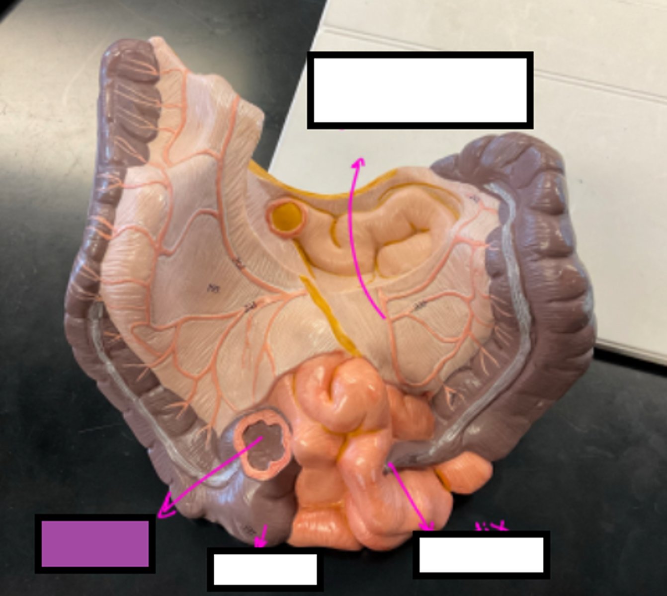 knowt flashcard image