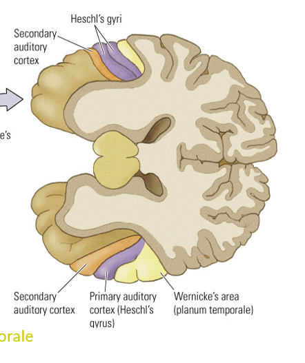 <p>larger on the left because of Wernicke’s</p>