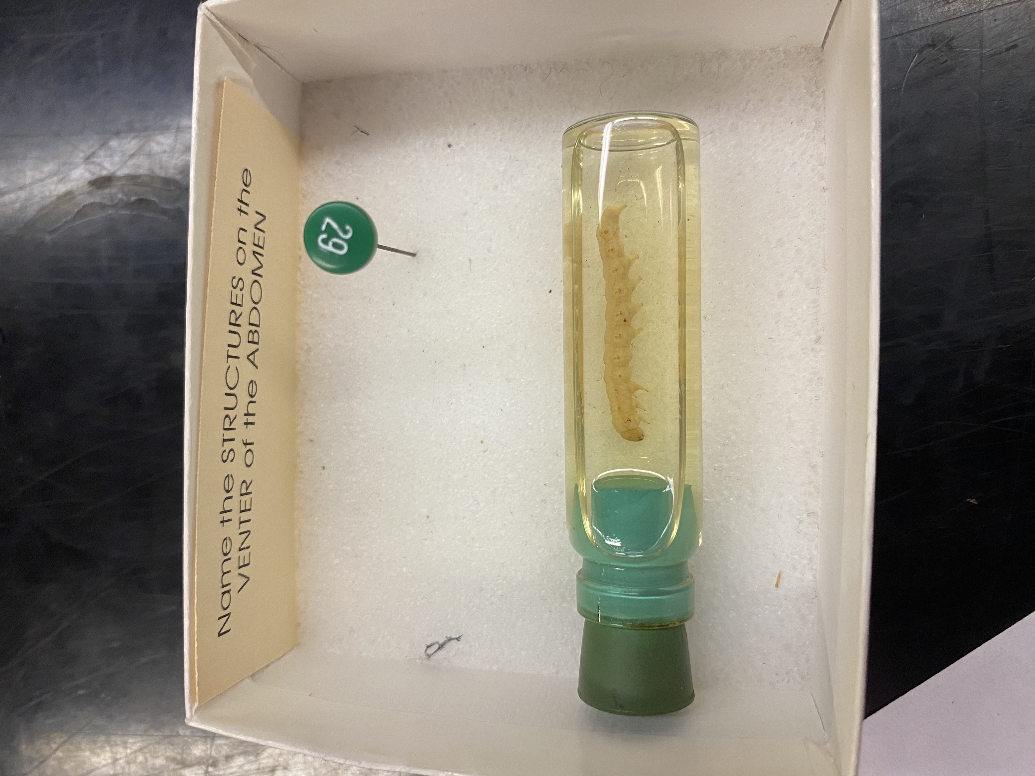 <p>Prolegs</p>