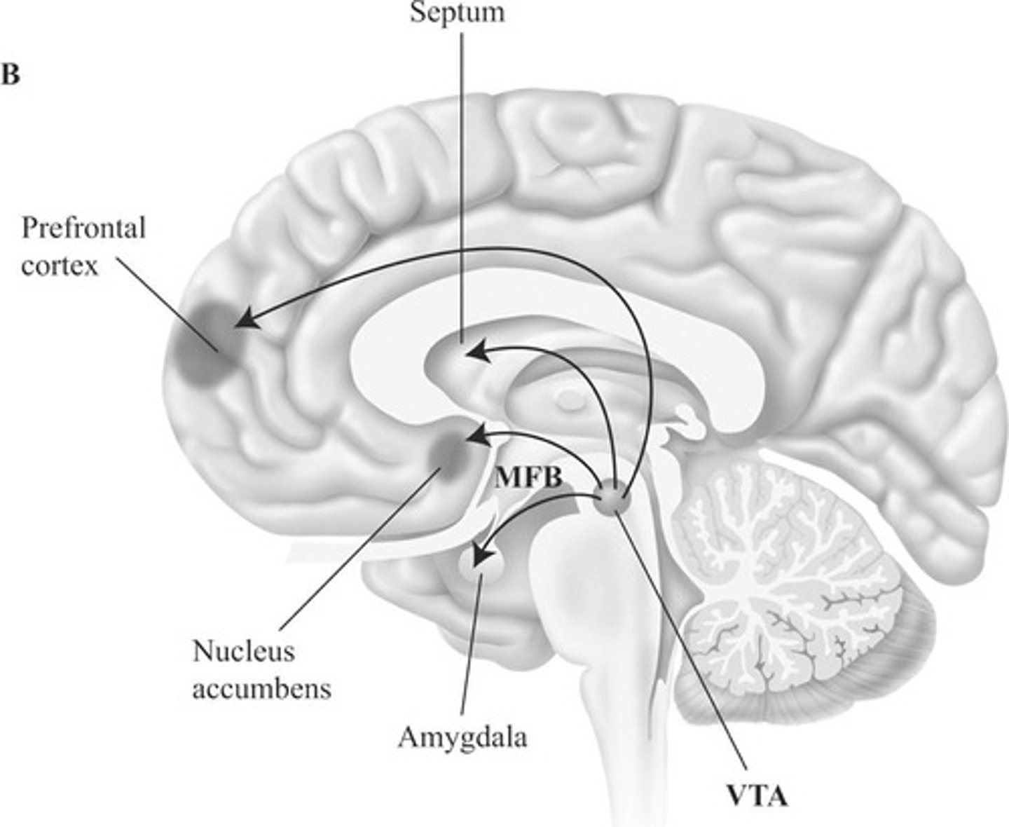 <p>Begins in the ventral tegmental area (VTA) of the midbrain and connects to the nucleus accumbens ("pleasure center")</p>
