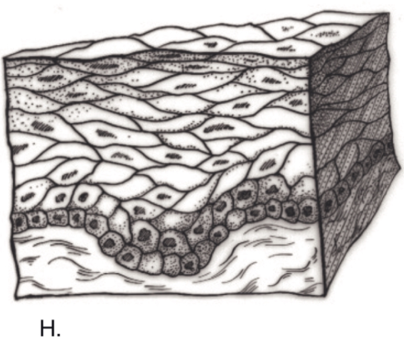 <p>Tissue</p>