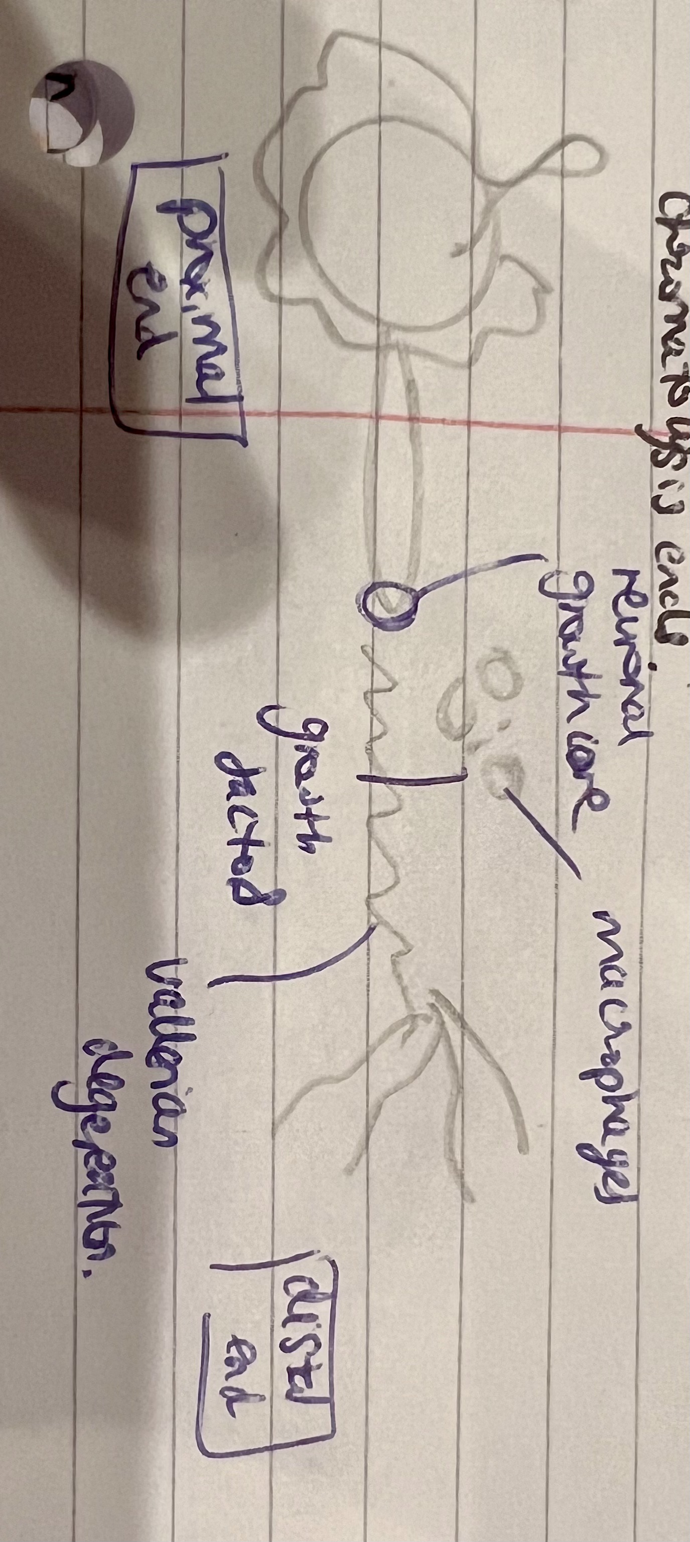<ol><li><p>Schwaan cells detach from axons and differentiate to repair the cells.</p></li><li><p>Distal axons degenerate, and anterograde from site of injury down axon- called wallerian degeneration. </p></li><li><p>The debris left is cleaned by activated resident macrophages. They release histamines to attract more macrophages. </p></li><li><p>Then nerve fibres start sprouting from the proximal end , to create a growth cone.</p></li><li><p>Repaired Schwaan cells repair and release growth factors to guide growth cone to axonal tip.</p></li><li><p>Schwaan cells remyelinate the axon and chromolysis ends.  </p></li></ol>