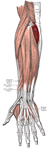 -Extends the elbow joint 

-Stabilize ulna during pronation and supination