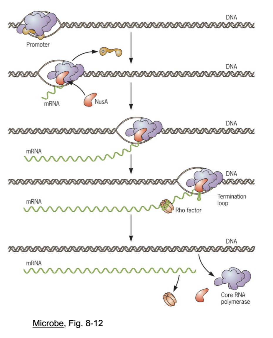 <p>the synthesis of rna from a dna template by rna polymerase</p>