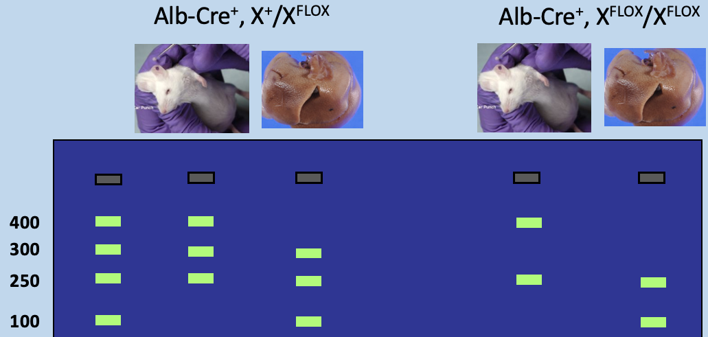 <p>Ear punch) has 3 bands: 250bp Alb-Cre, 300bp Gene X, and 400bp floxed gene X</p><p>Liver) has 3 bands: 100bp disrupted locus, 250bp Alb-Cre, and 300bp Gene X</p>