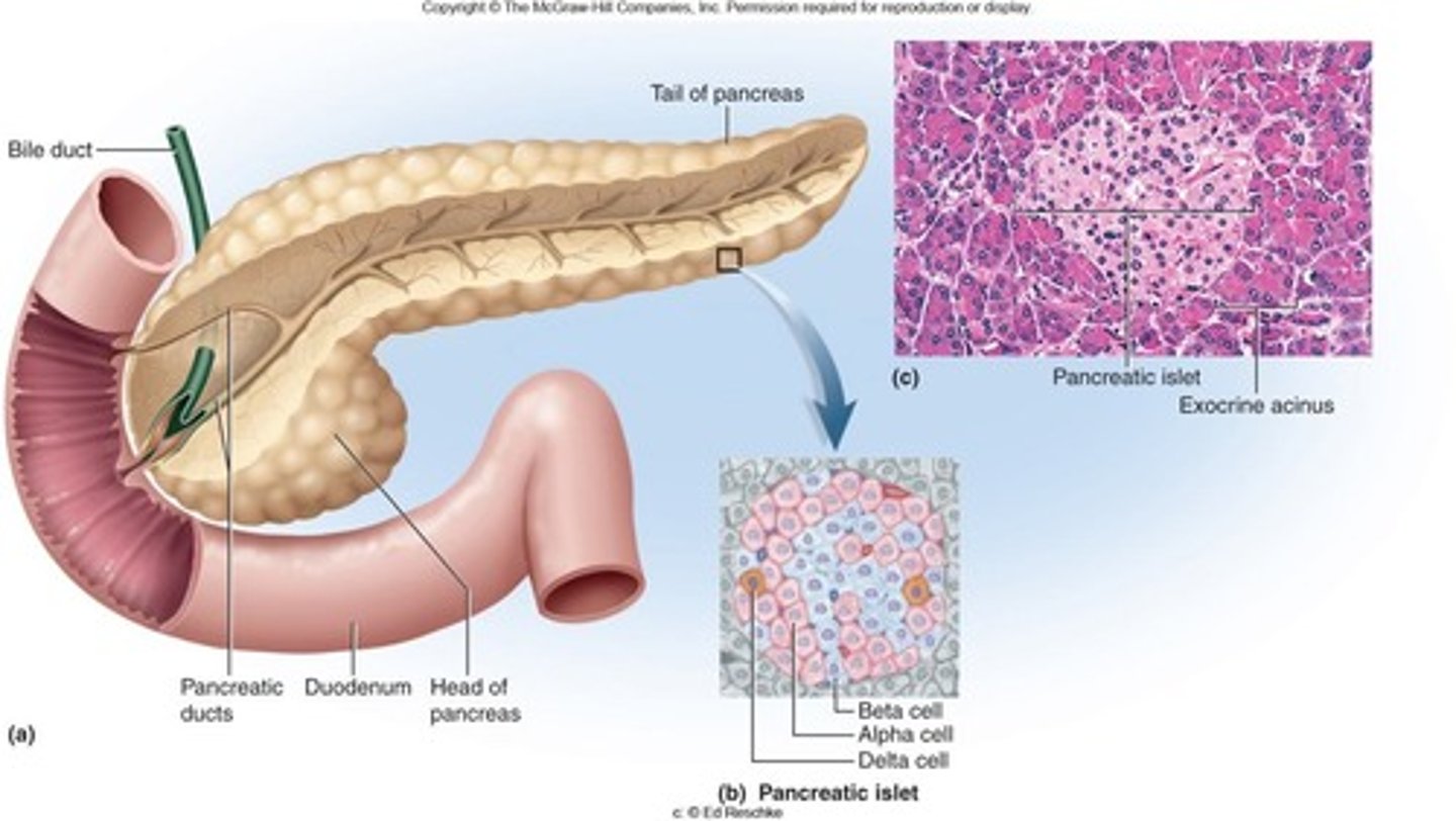 <p>Located posterior to the stomach</p><p>Has both endocrine and exocrine functions:</p><p>Endocrine: (produces insulin and glucagon)</p><p>Exocrine: (produces pancreatic juice for digestion).</p>