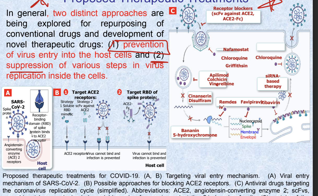 <ul><li><p>2 distinct approaches are being explored for repurposing of conventional drugs and development of novel therapeutic drugs</p><ul><li><p>prevention of virus entry into host cells</p><ul><li><p>target ACE2 receptors and make it so that the virus CANNOT bind and infection is prevented</p></li><li><p>target RBD of spike protein → make things bind to the covid spikes so it can’t bind to ACE2 receptors</p></li></ul></li><li><p>suppression of various steps in virus replication inside the cells</p><ul><li><p>shit ton of things you can use to block steps</p></li></ul></li></ul></li></ul><p></p>
