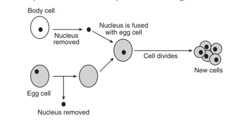 <p>A technique used to alter cells is represented in the diagram below.</p><p>The genetic material contained in the nucleus of each of the new cells is most likely</p>