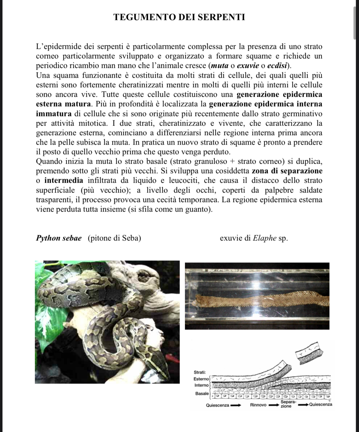<p>Esuvie di serpente</p>