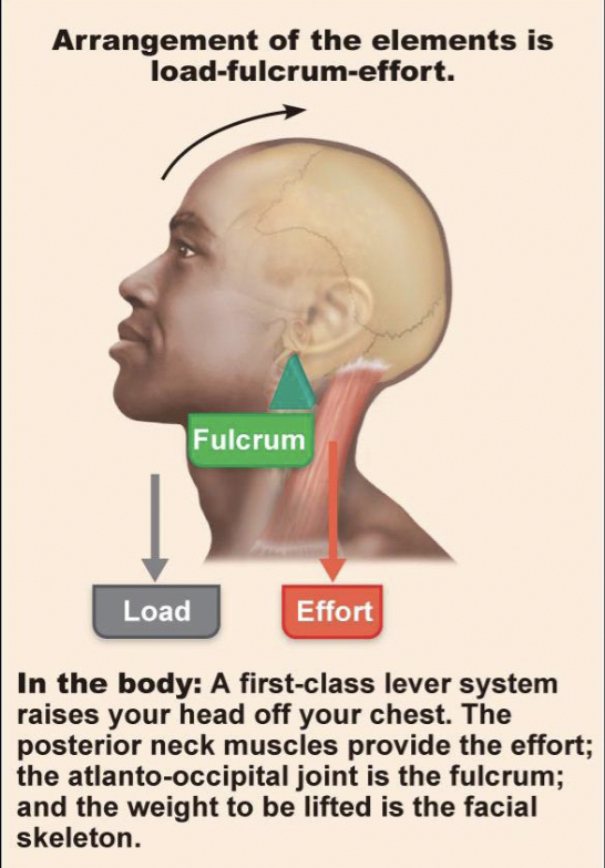 <p>fulcrum in the middle</p>