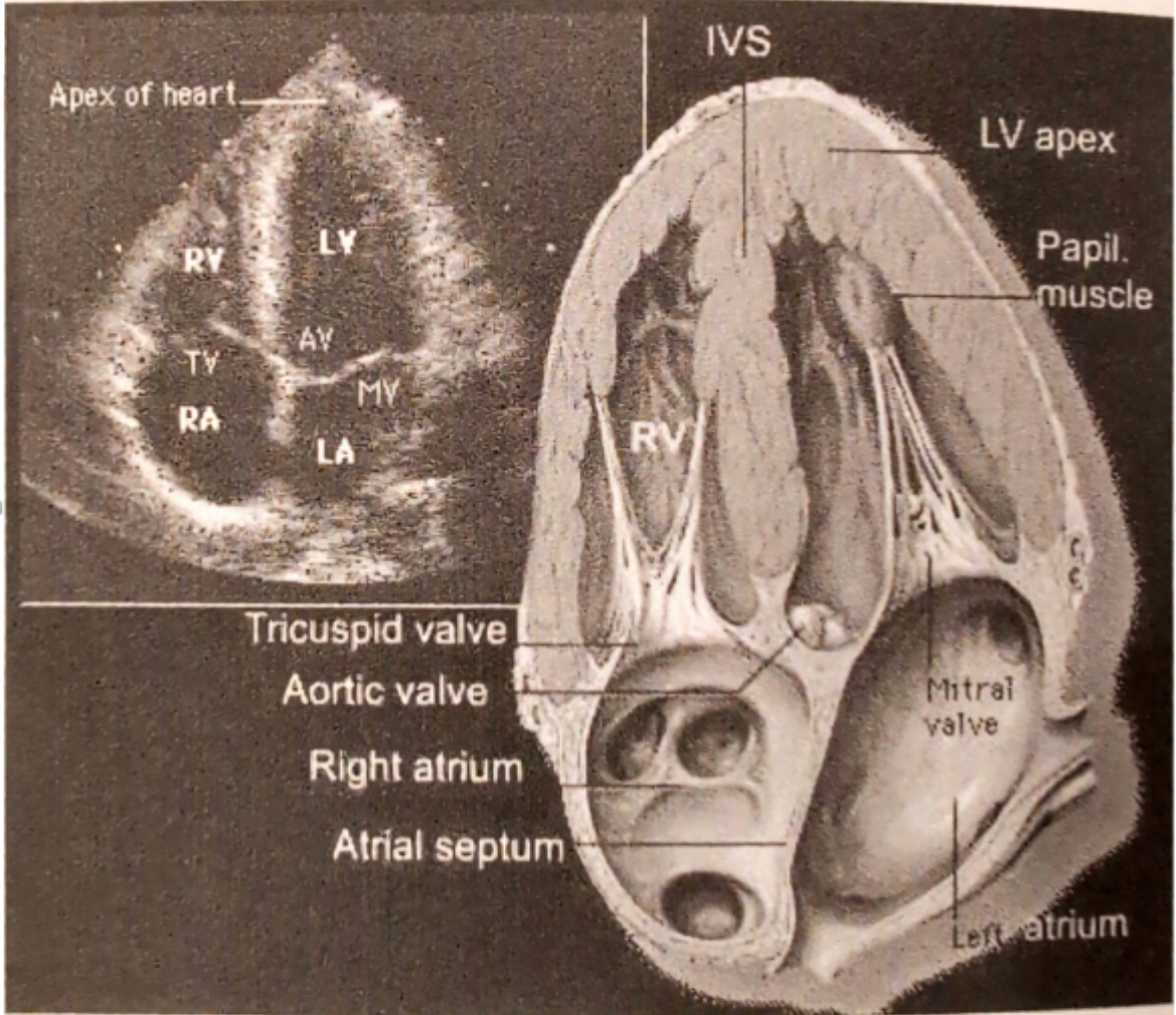 <p>What standard echo transducer position is shown</p>