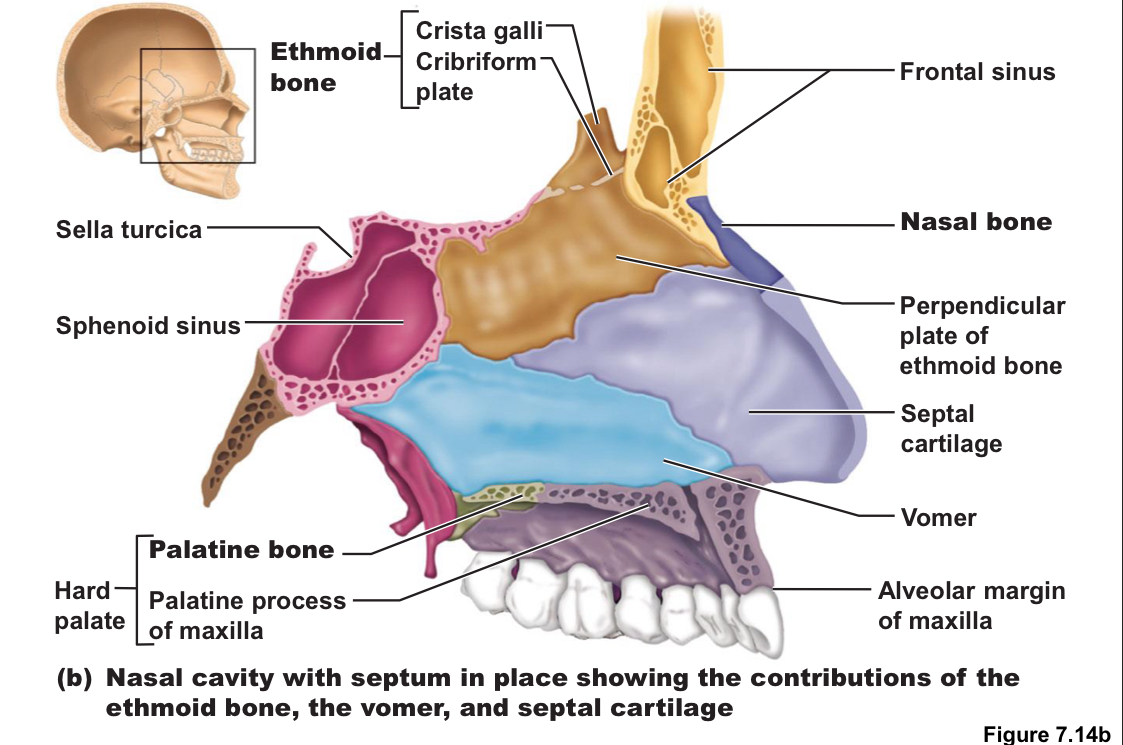 <p>Contains:</p><ul><li><p>Superior extension of the vomer</p></li><li><p>Perpendicular plate of the ethmoid bone </p></li><li><p>Haylie cartilage </p></li></ul>