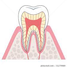 <p>Soft tissue within a tooth, containing nerves and blood vessels</p>