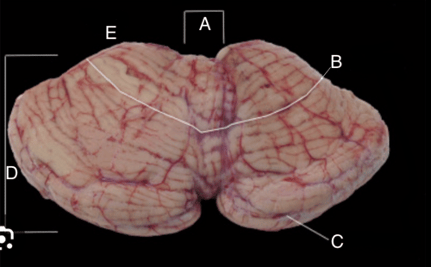 <p>C?</p>