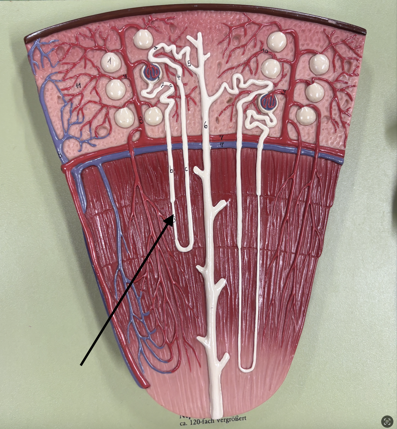 <p>what structure is the arrow pointing to? </p>