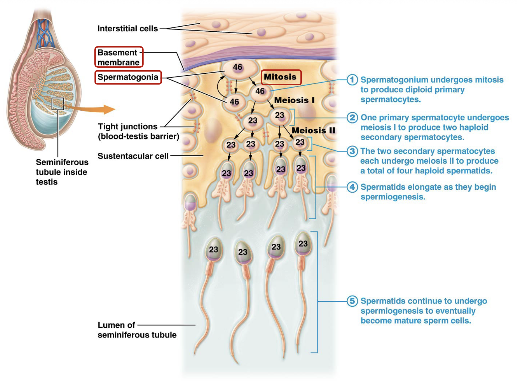 <p><strong>Primary</strong> spermatocytes</p>