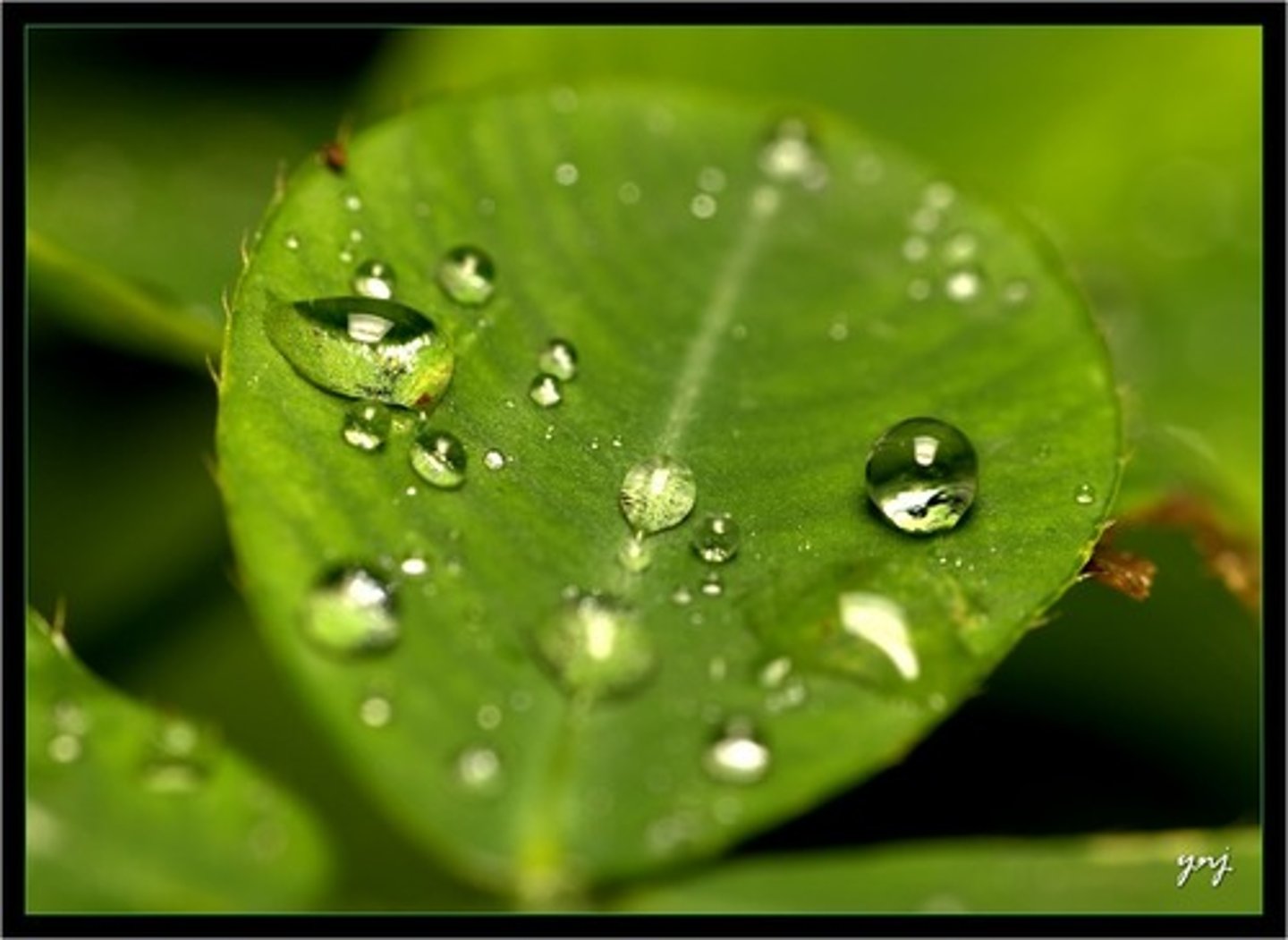 <p>the property of water responsible for water's ability to stick to other water molecules</p>