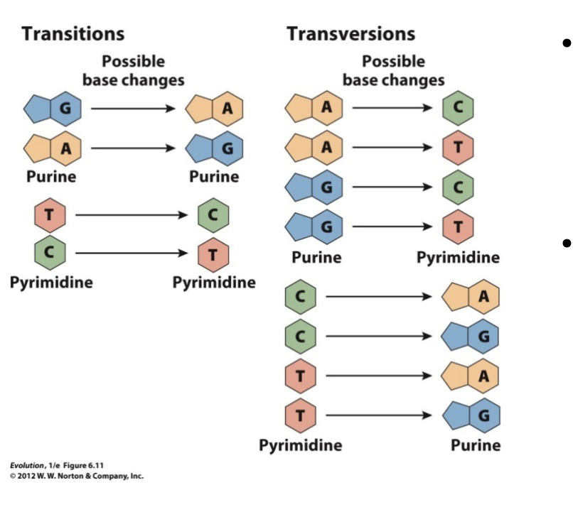 <p>A purine is swapped for a purine or a pyrimidine for a pyrimidine </p>