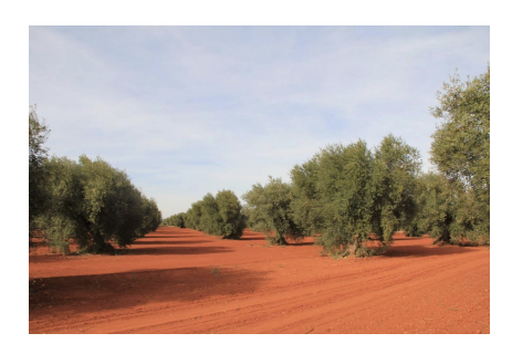 <p><strong><span>red soils indicate</span></strong></p>