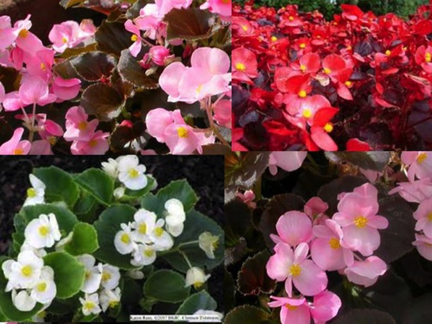 <p>Waxy leaves gives glossy look</p><p>Leaf margins look like torn paper, rough, ragged edges</p><p>Leaves can be green or bronze</p>