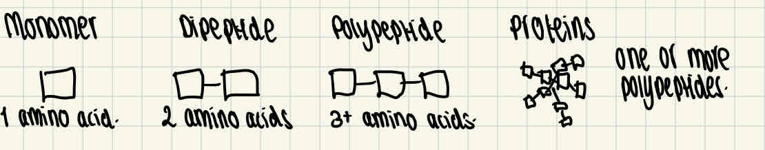<p>Proteins are made up of the monomer, amino acids. They are made from one or more polypeptides of amino acids.</p>