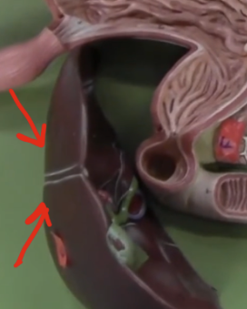 <p>where bile is made and sent to hepatic duct </p>