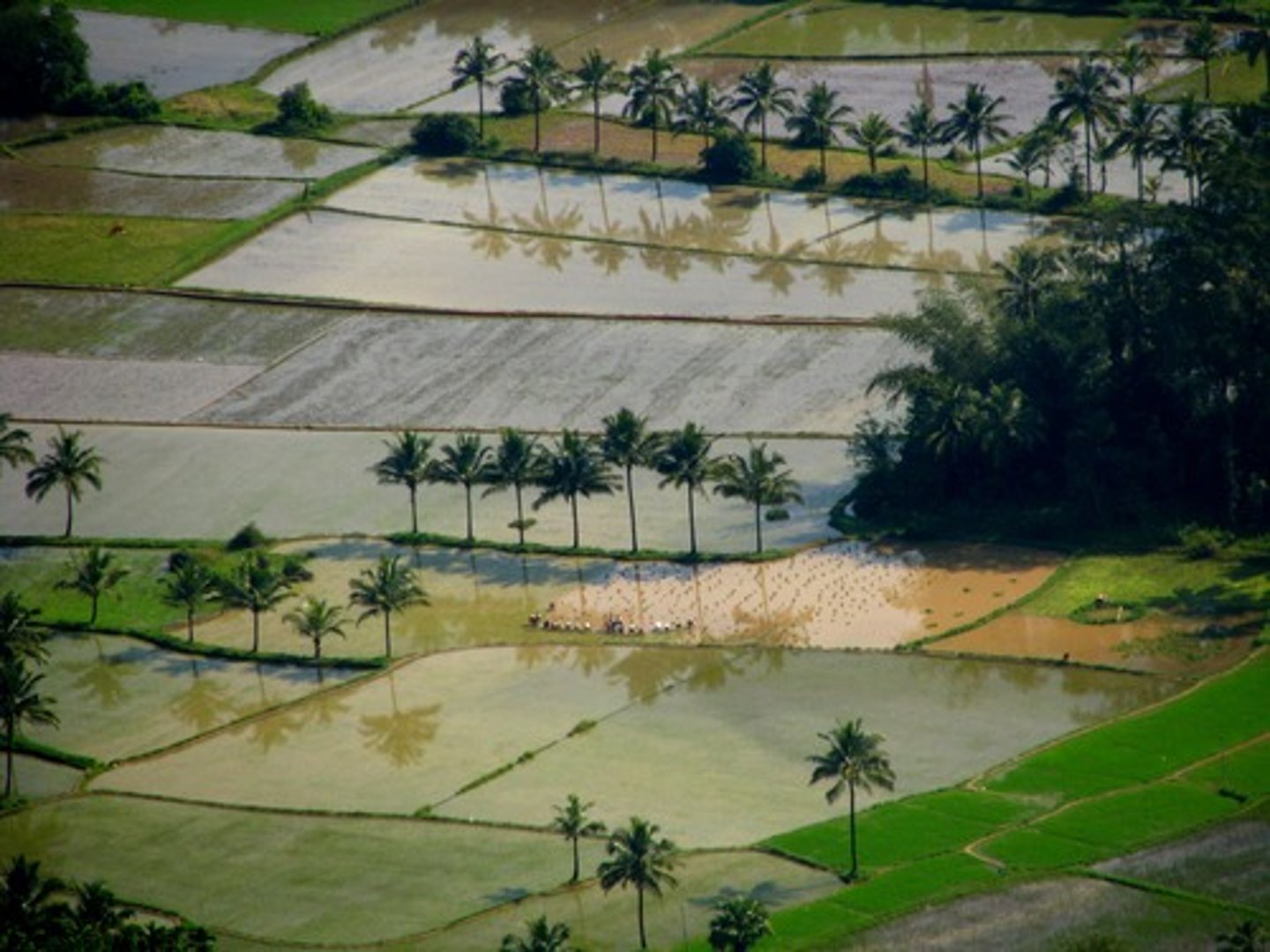 <p>Quê hương</p><p></p><p>(I was born and raised in a peaceful hometown.</p><p>Tôi sinh ra và lớn lên ở một quê hương yên bình.)</p>