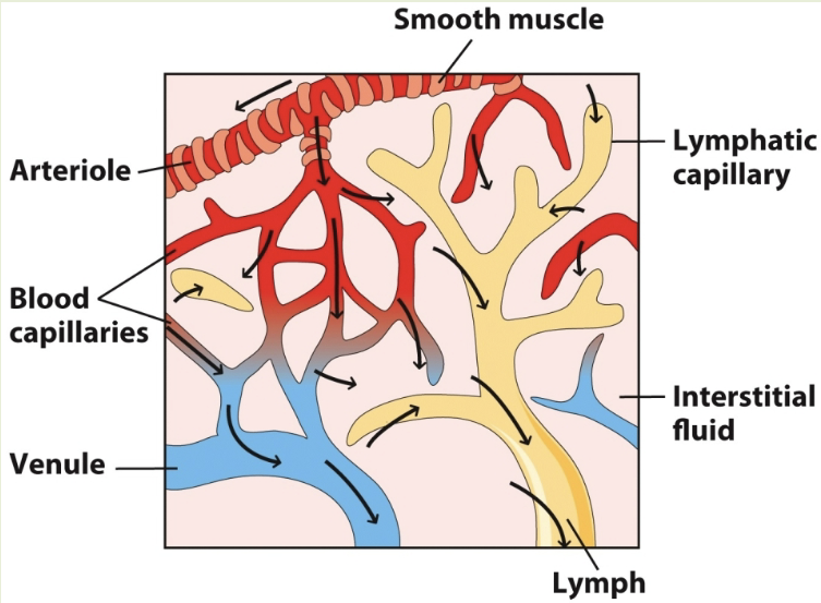 <p>blood from smooth muscle goes through blood capillaries. oxygen in capillaries reaches lymphatic capillaries and move through lymph. deoxygenated blood from capillaries goes through venules</p>