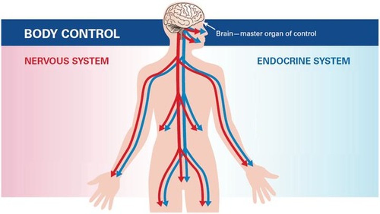 <p>Checks internal environment, responds to changes, links nervous system to endocrine system by secreting hormones which act on the pituitary gland.</p>