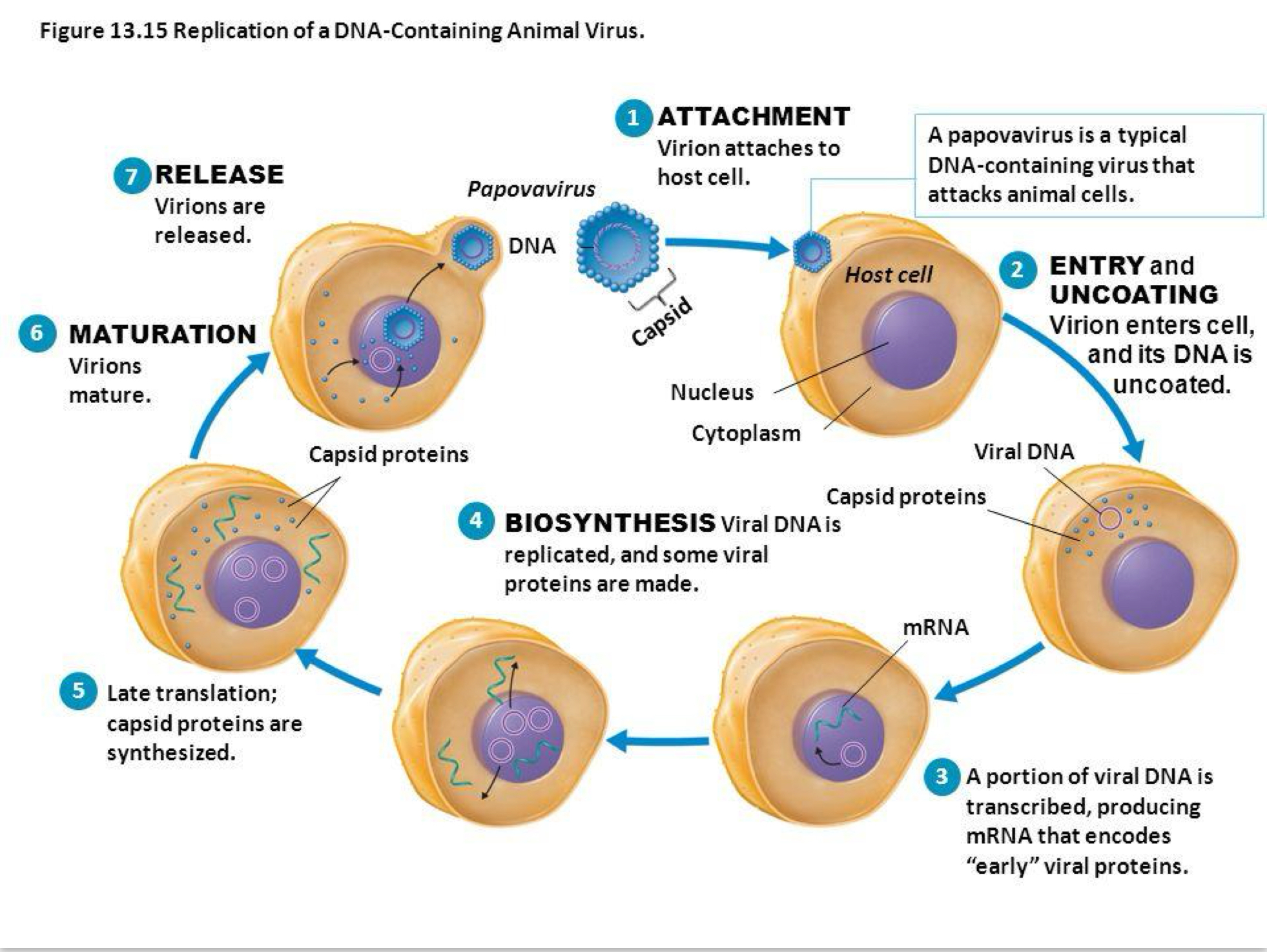 <ul><li><p>Assemble in the nucleus or cytoplasm</p></li><li><p>Release by budding with or without an envelope or by lysis (lytic cycle)</p></li></ul><p></p>