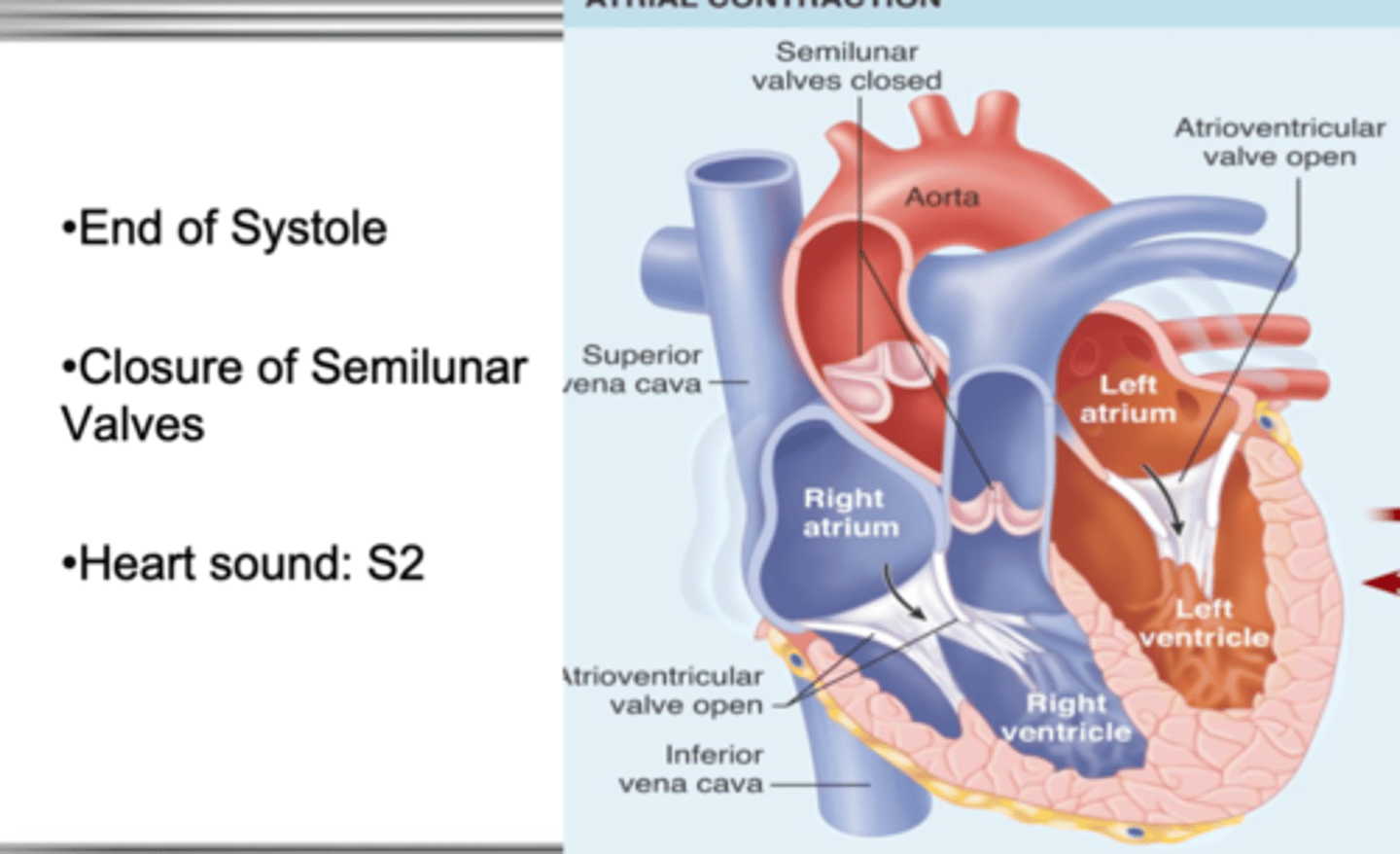 <p>- end of systole</p><p>-closure of semilunar valves</p>