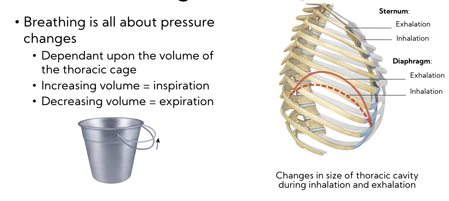 Pressure changes → respiration 

* breathing is literally all about pressure change 

\
Dependant upon the volume of the thoracic cage 

increasing volume = inspiration 

Decreasing volume = expiration 