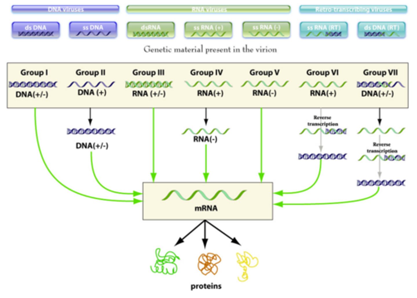 <p>7 classes of taxonomy based on nucleic acids</p>