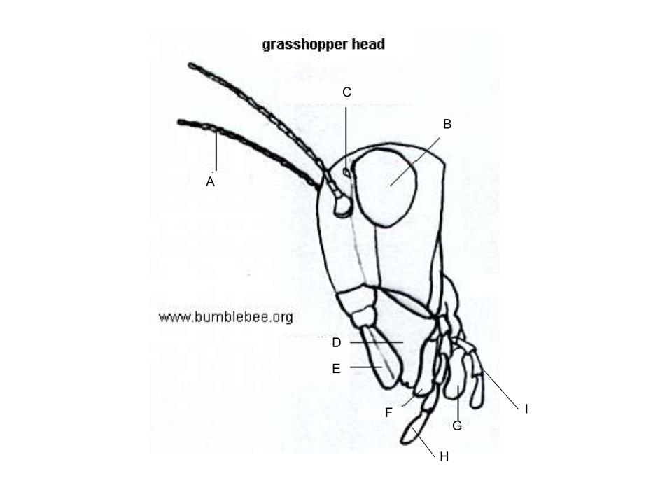 <p>What part of the body is B?</p>