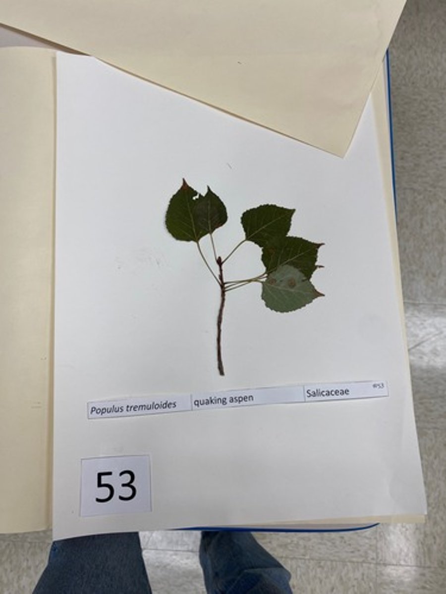 <p>Populus tremuloides (Salicaceae)</p>