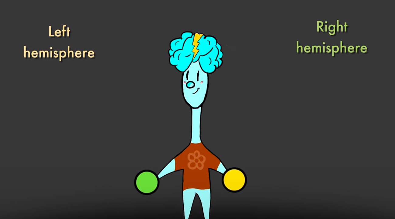 <p>Left and Right Hemispheres</p>