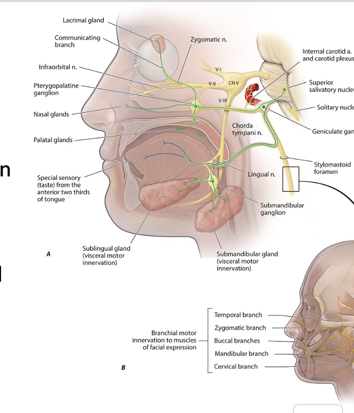 <p>what is <span>Facial VII?</span></p>